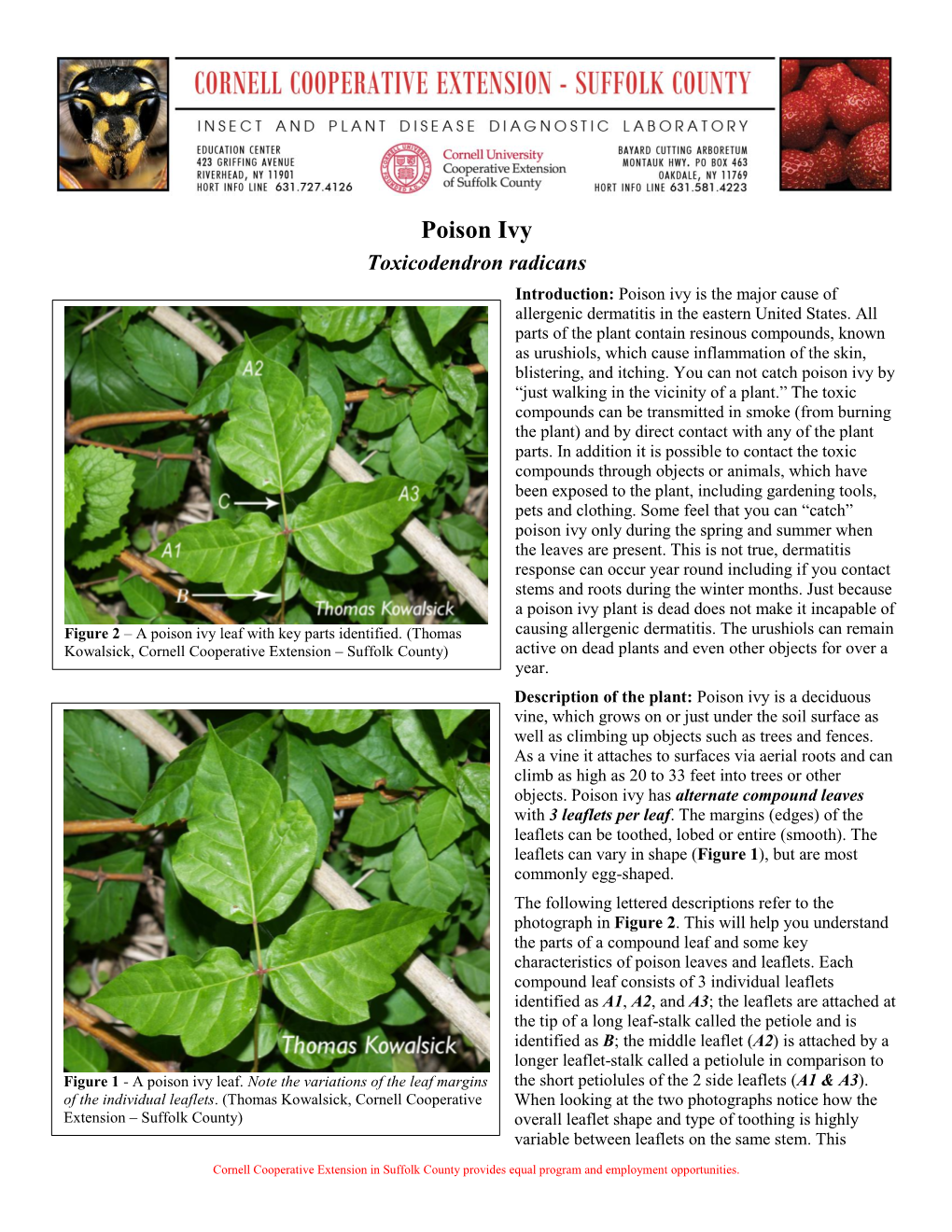Poison Ivy Toxicodendron Radicans Introduction: Poison Ivy Is the Major Cause of Allergenic Dermatitis in the Eastern United States