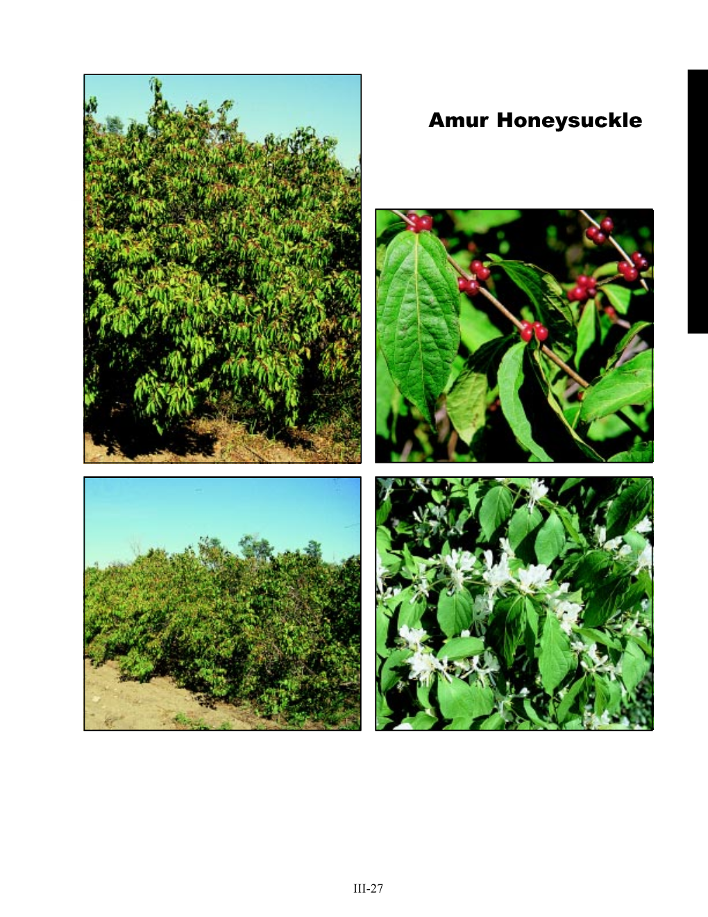 Amur Honeysuckle (Lonicera Maackii)