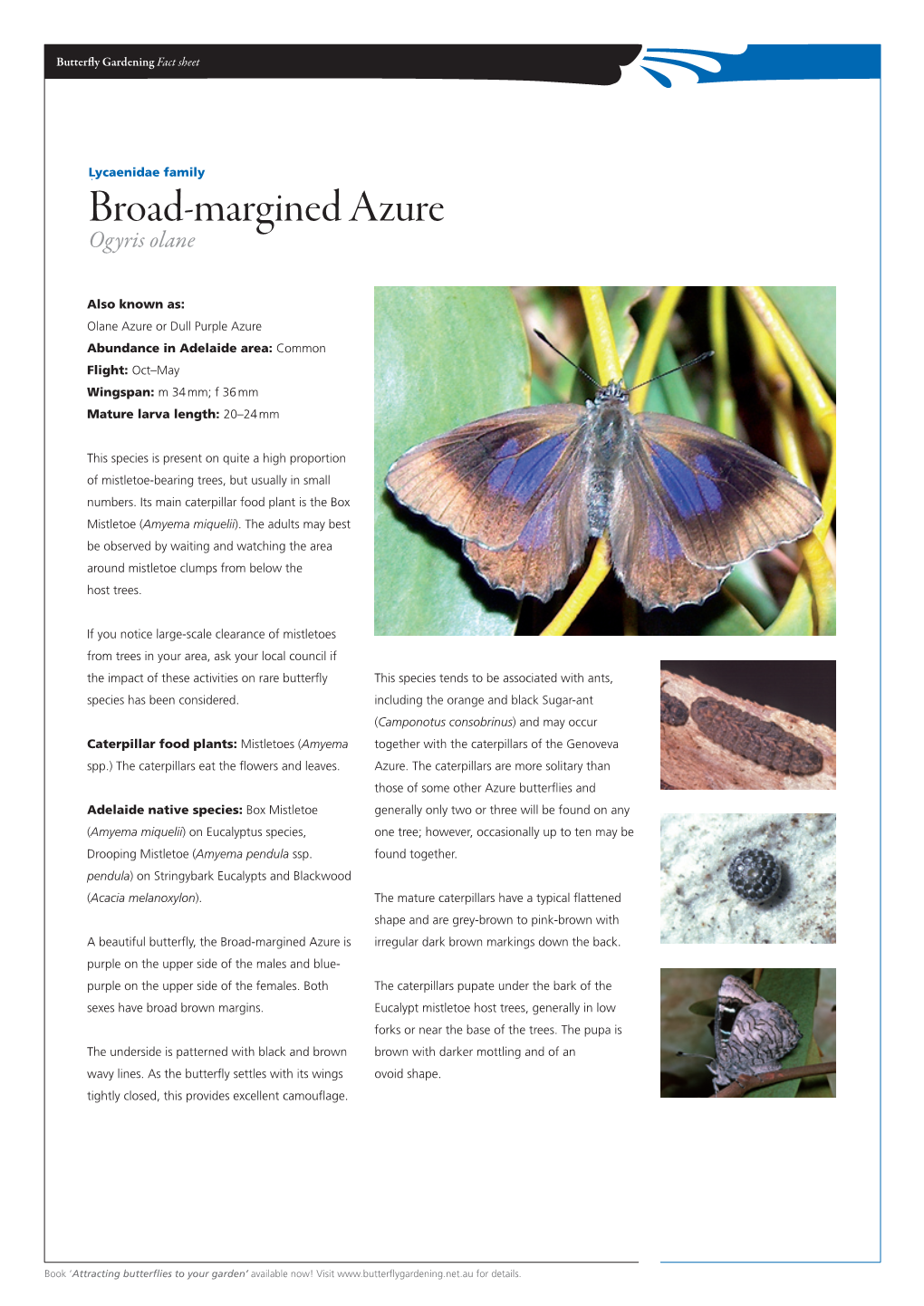 Broad-Margined Azure Ogyris Olane