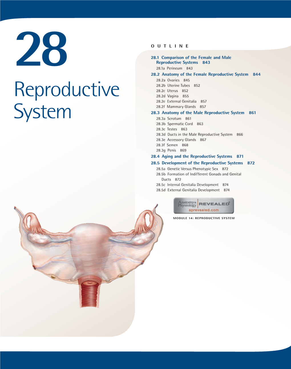 Reproductive System