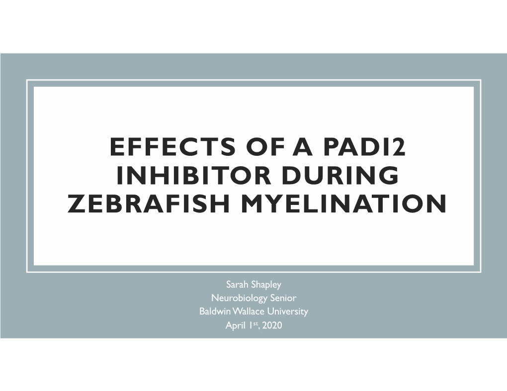 Effects of a Padi2 Inhibitor During Zebrafish Myelination