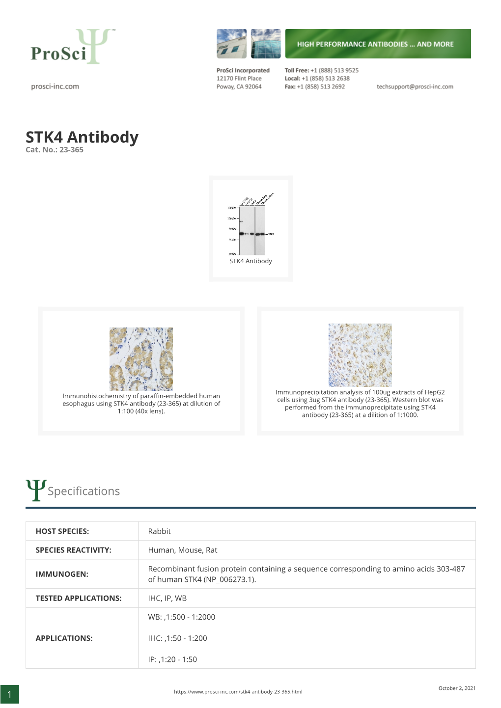 STK4 Antibody Cat