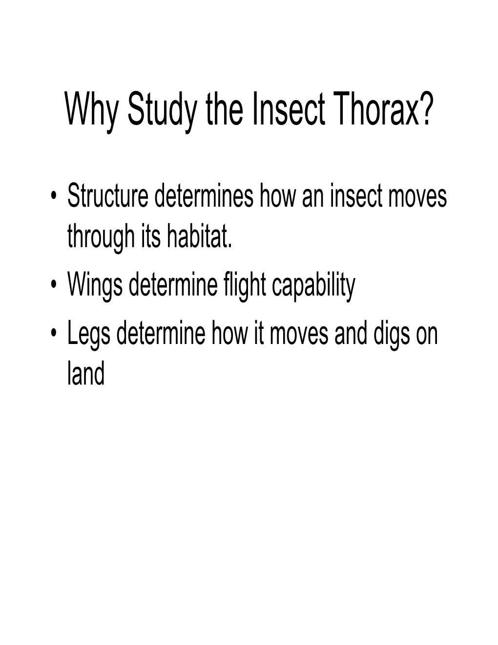Insect Thorax and Abdomen