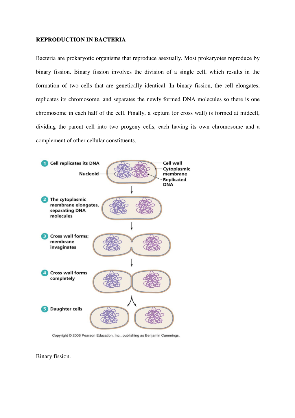 REPRODUCTION in BACTERIA Bacteria Are Prokaryotic Organisms