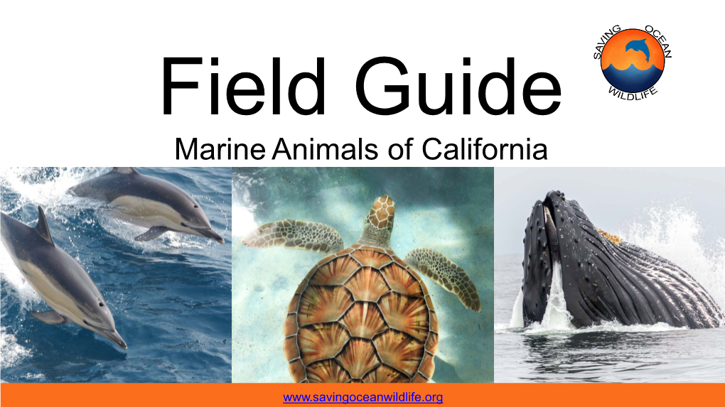 Marine Animals of California