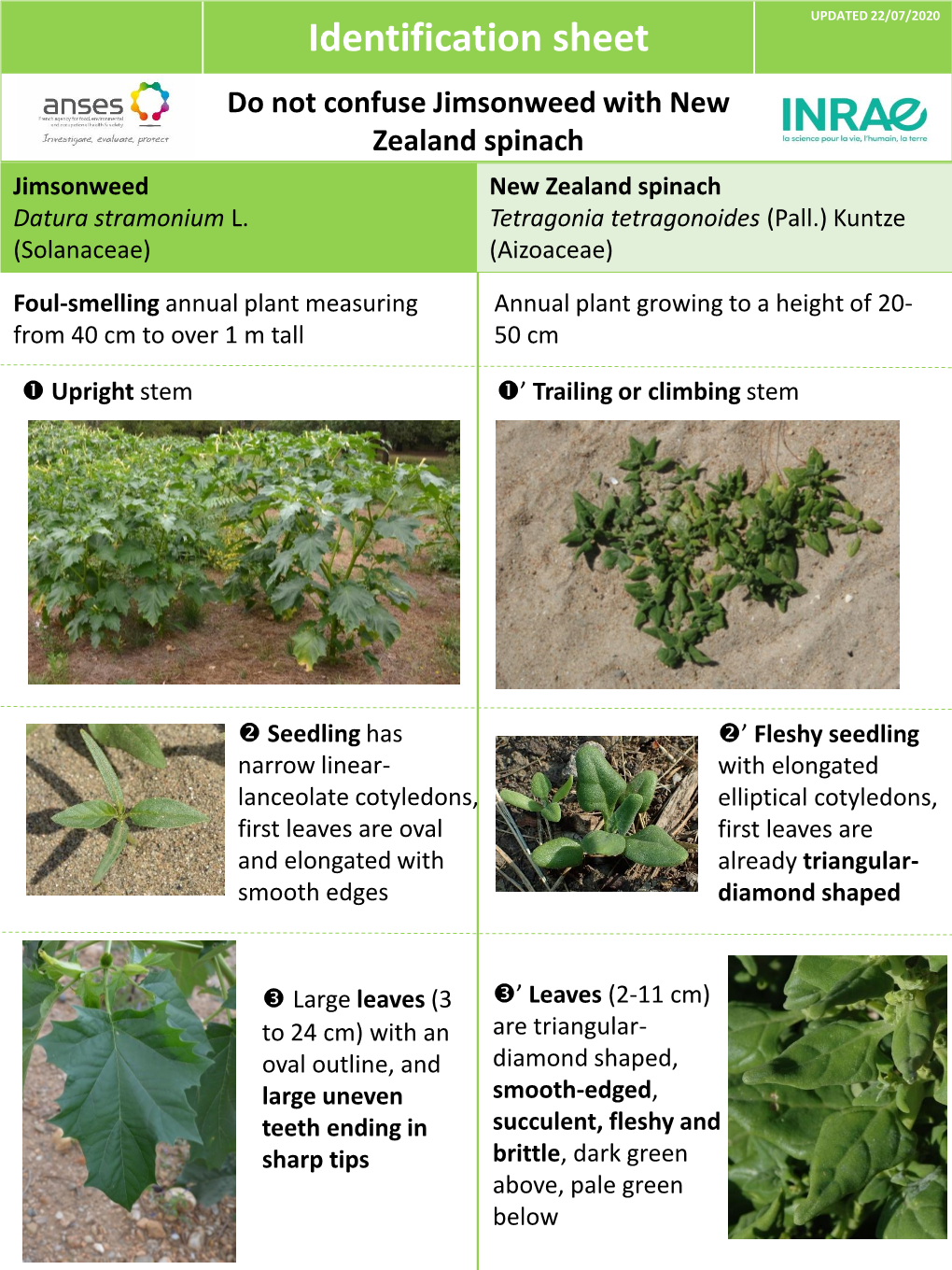 Identification Sheet Jimsonweed