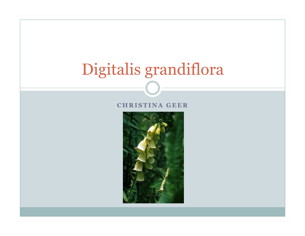 Digitalis Grandiflora
