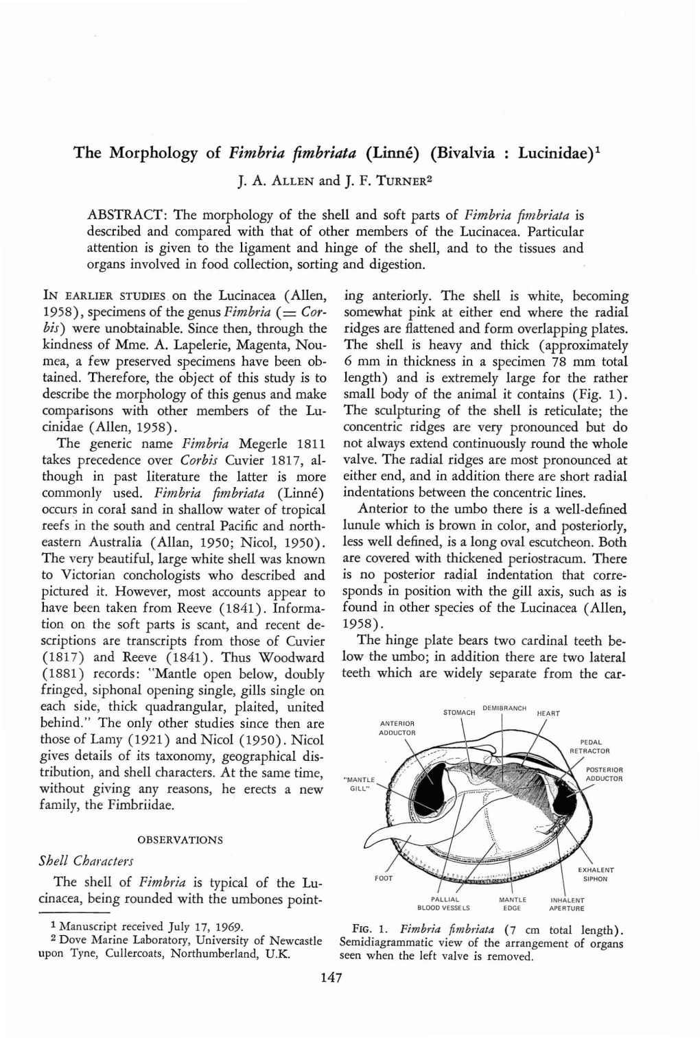 The Morphology of Fimbria Fimbriata (Linne) (Bivalvia Lucinidae)1 J