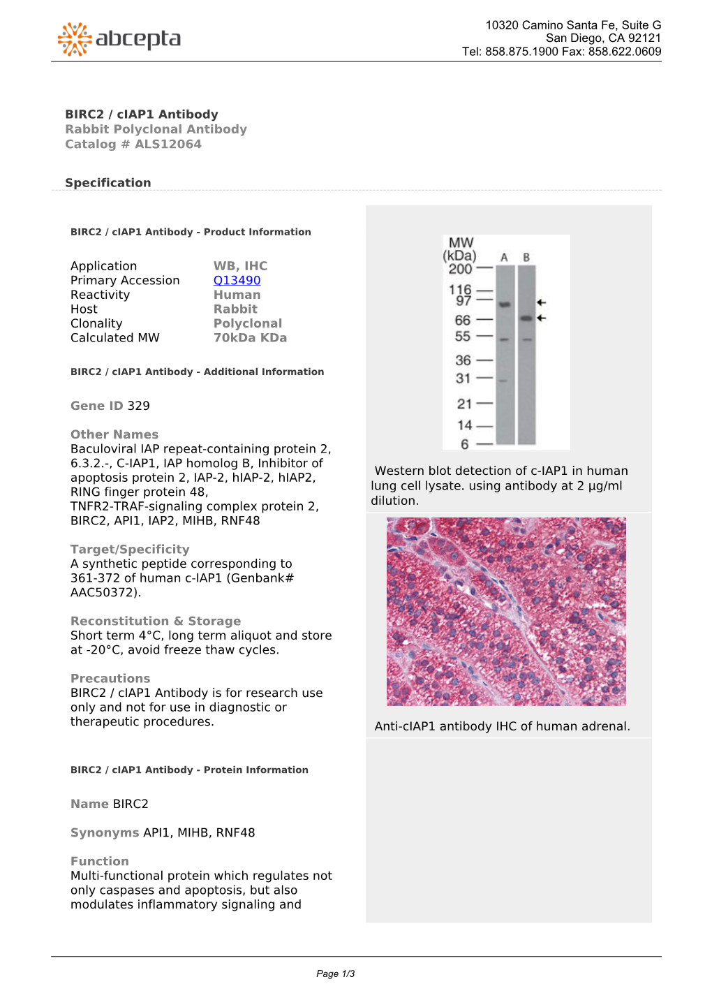 BIRC2 / Ciap1 Antibody Rabbit Polyclonal Antibody Catalog # ALS12064