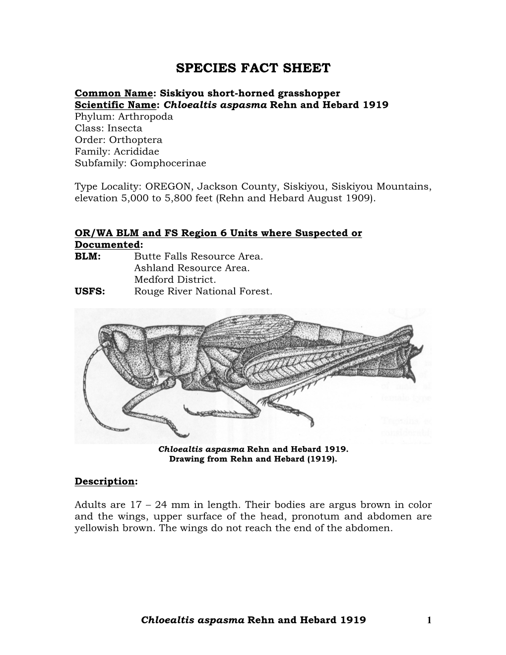 Chloealtis Aspasma SPECIES FACT SHEET