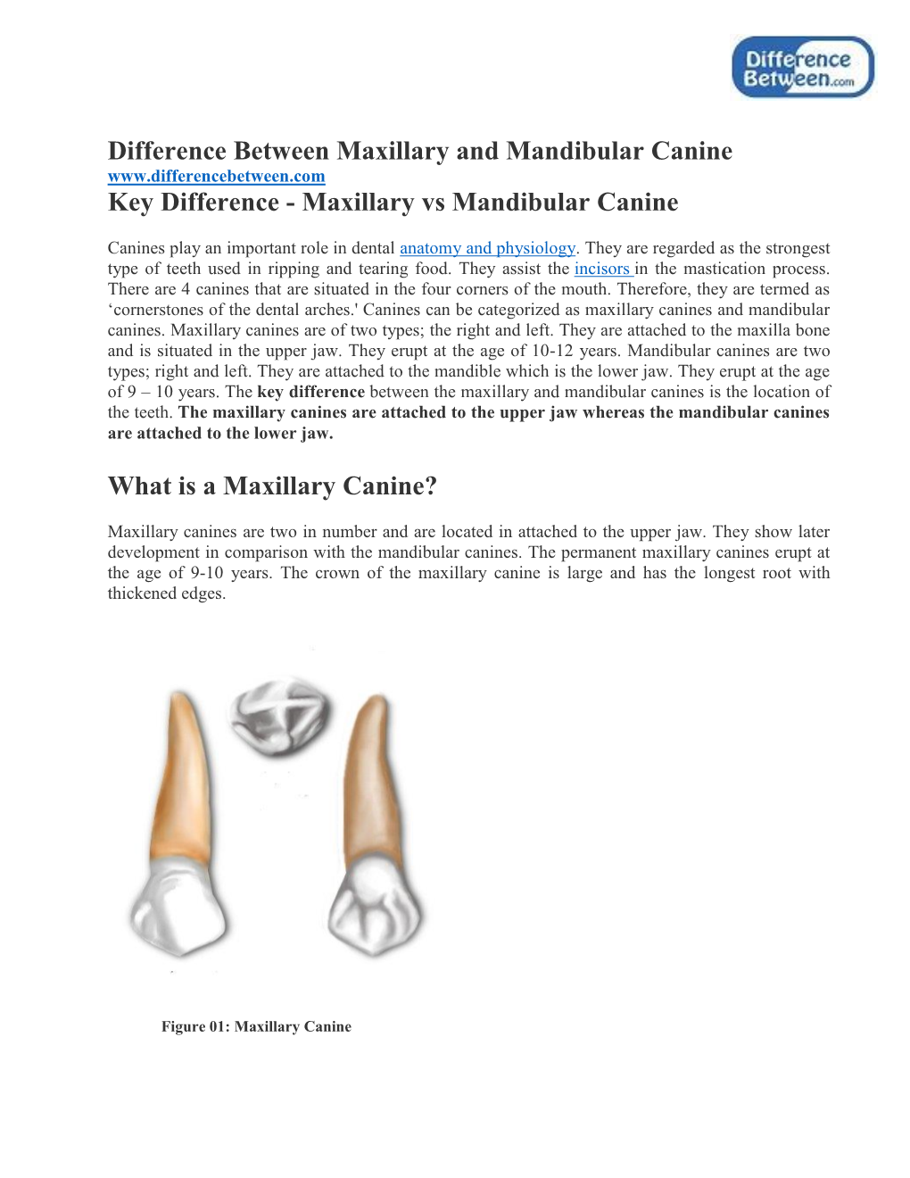 Difference Between Maxillary and Mandibular Canine Key Difference