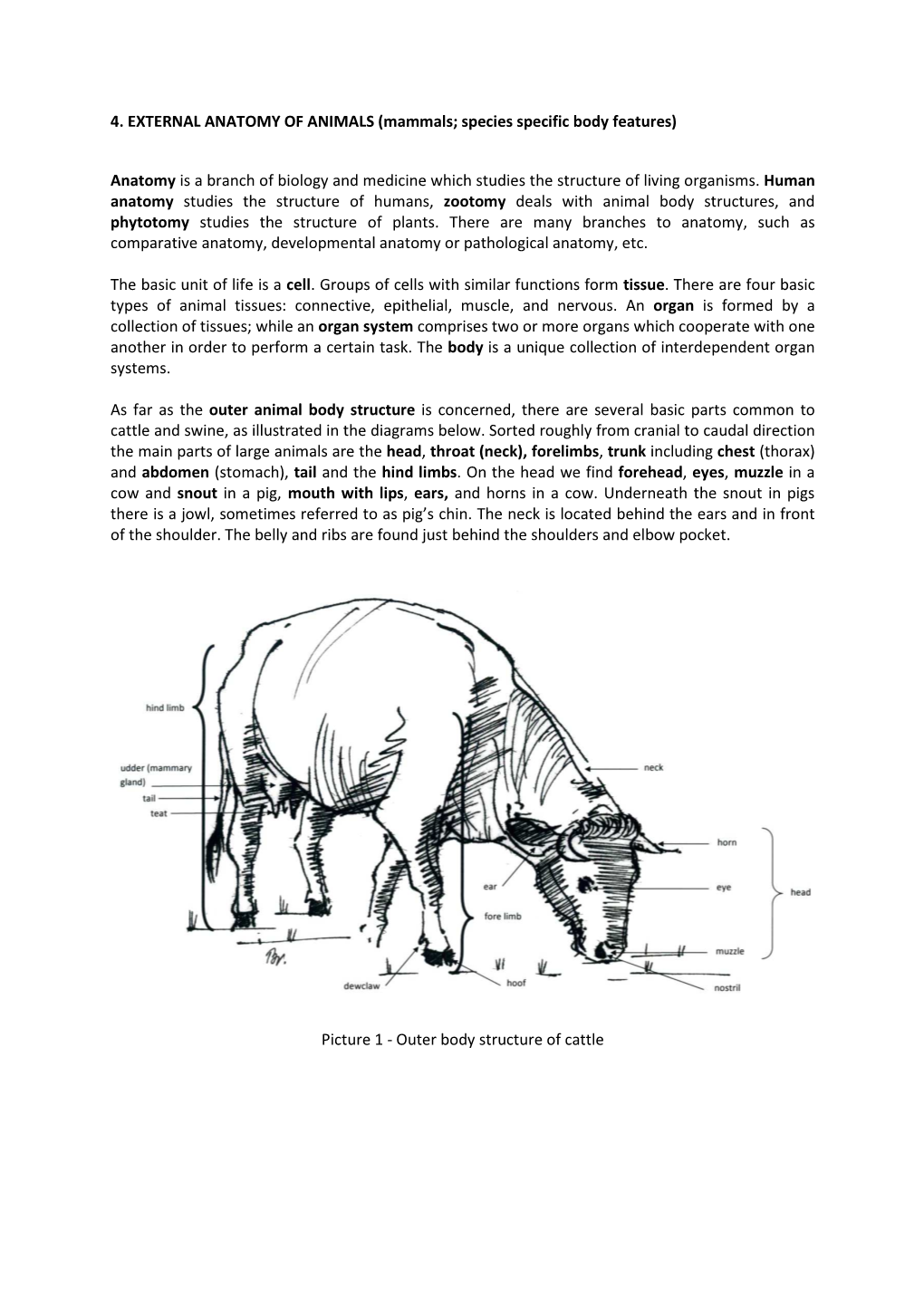 04 External Anatomy of Animals