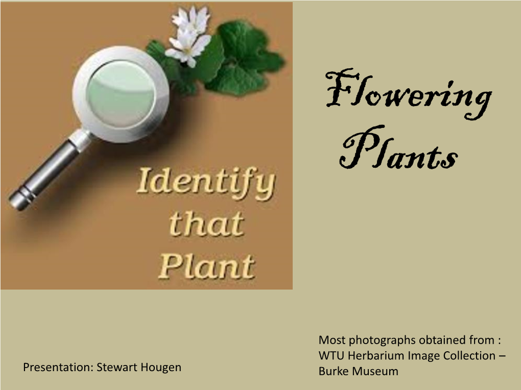 Flowering Plants