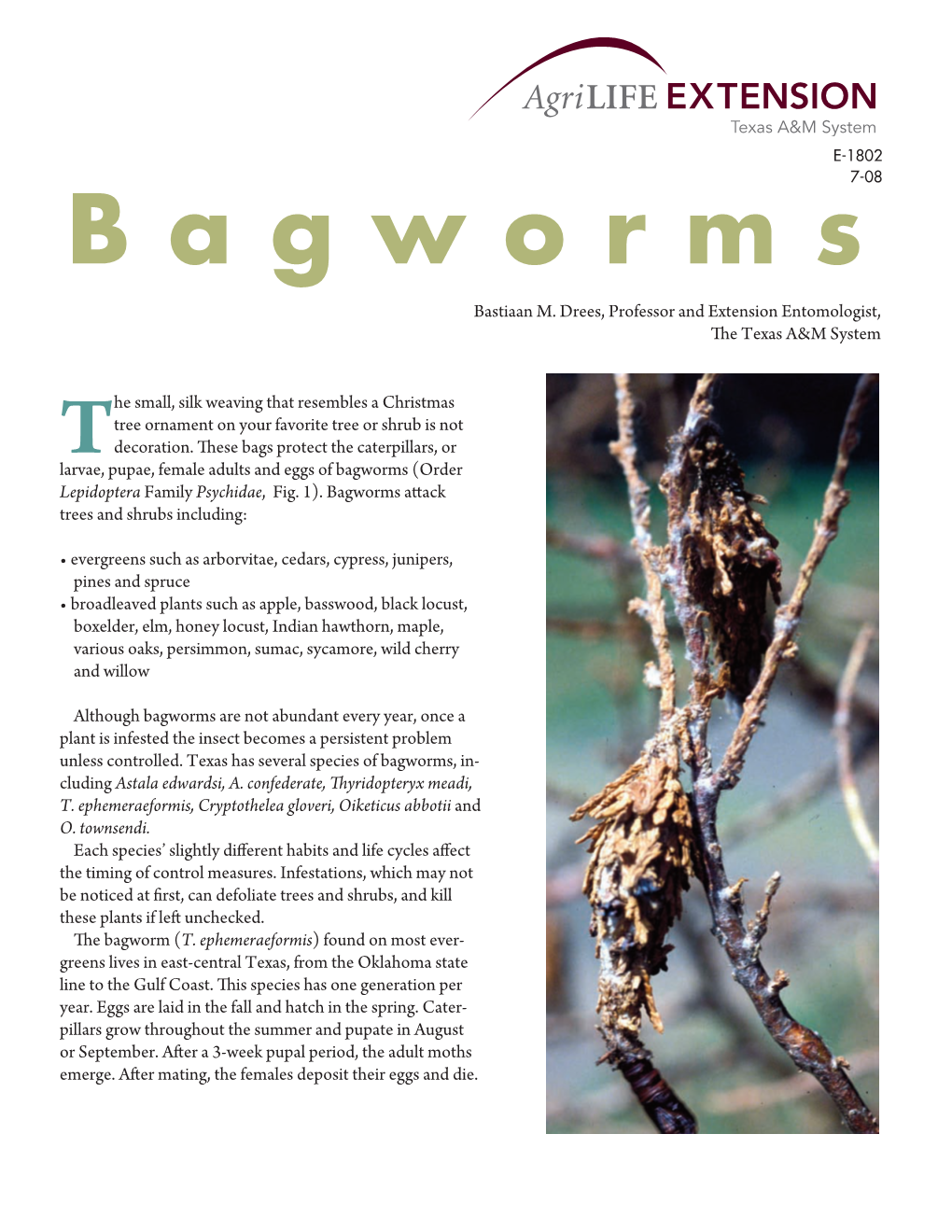 Bagworms (Order Lepidoptera Family Psychidae, Fig
