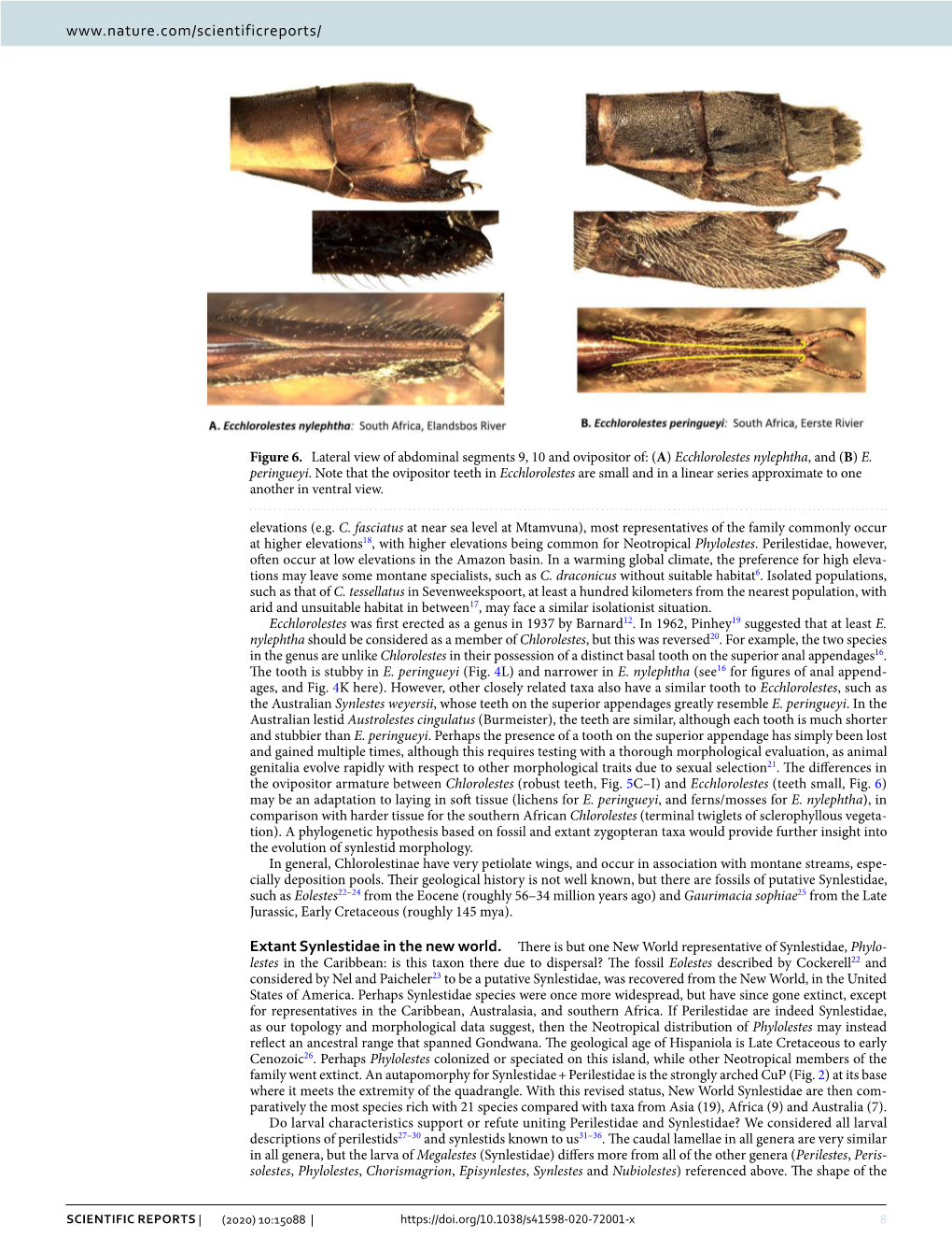 Phylogeny of the Synlestidae (Odonata: Zygoptera), with an Emphasis on Chlorolestes Selys and Ecchlorolestes Barnard