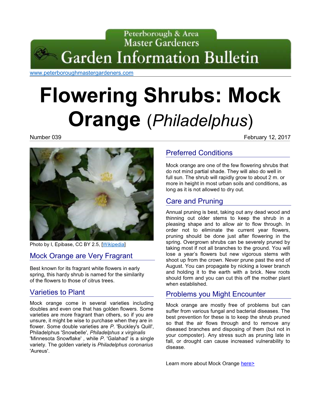 Flowering Shrubs: Mock Orange (Philadelphus)