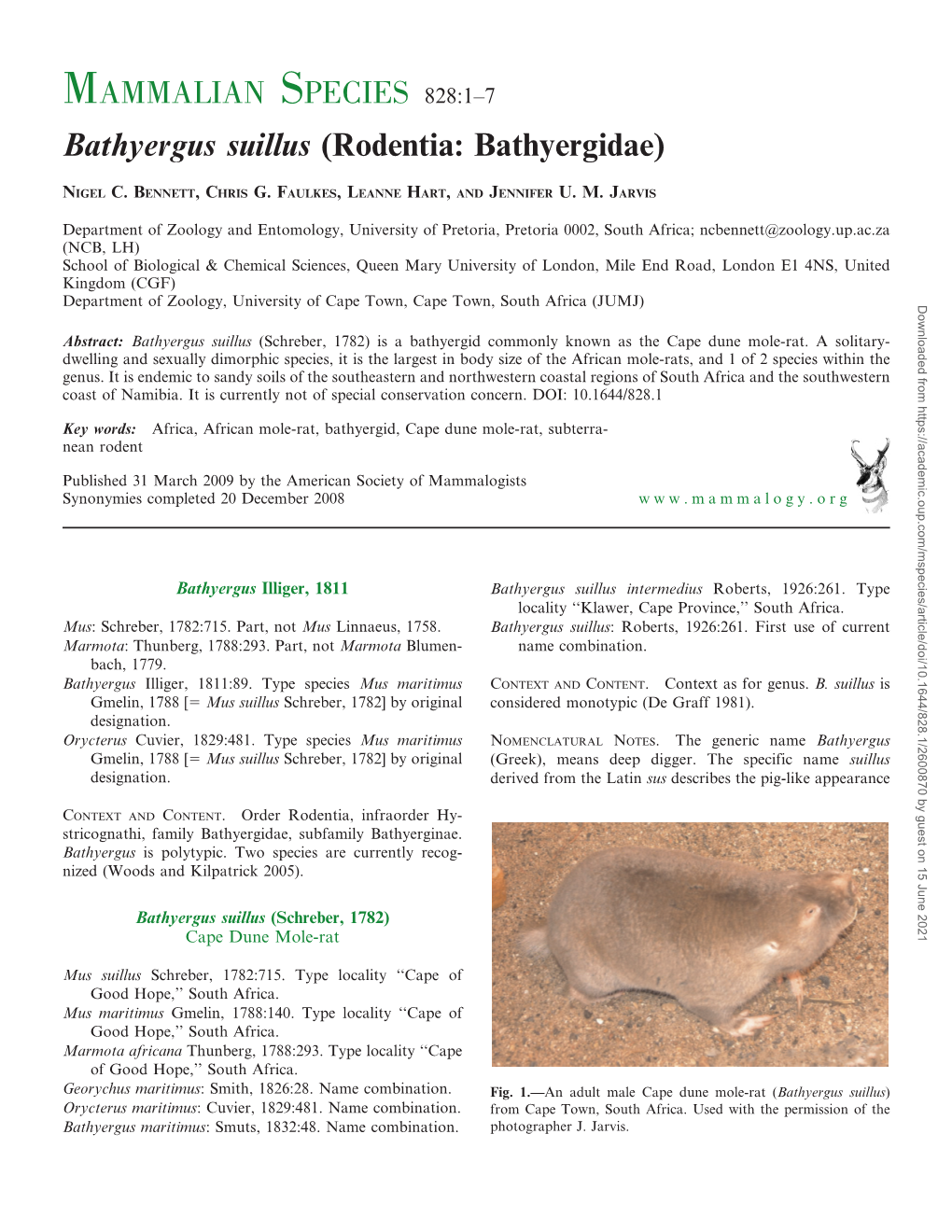 Bathyergus Suillus (Rodentia: Bathyergidae)