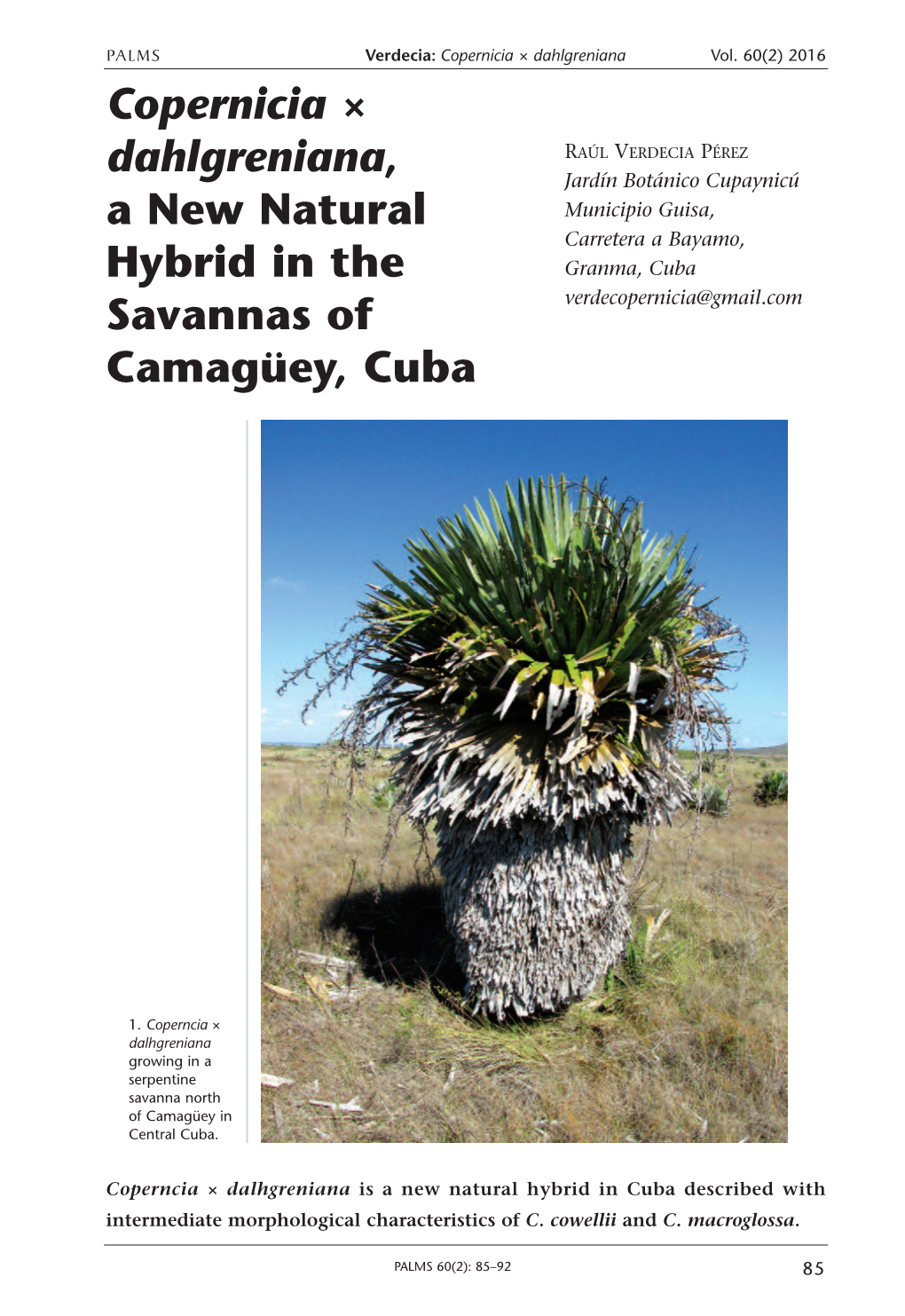Copernicia × Dahlgreniana, a New Natural Hybrid in the Savannas of Camagüey, Cuba