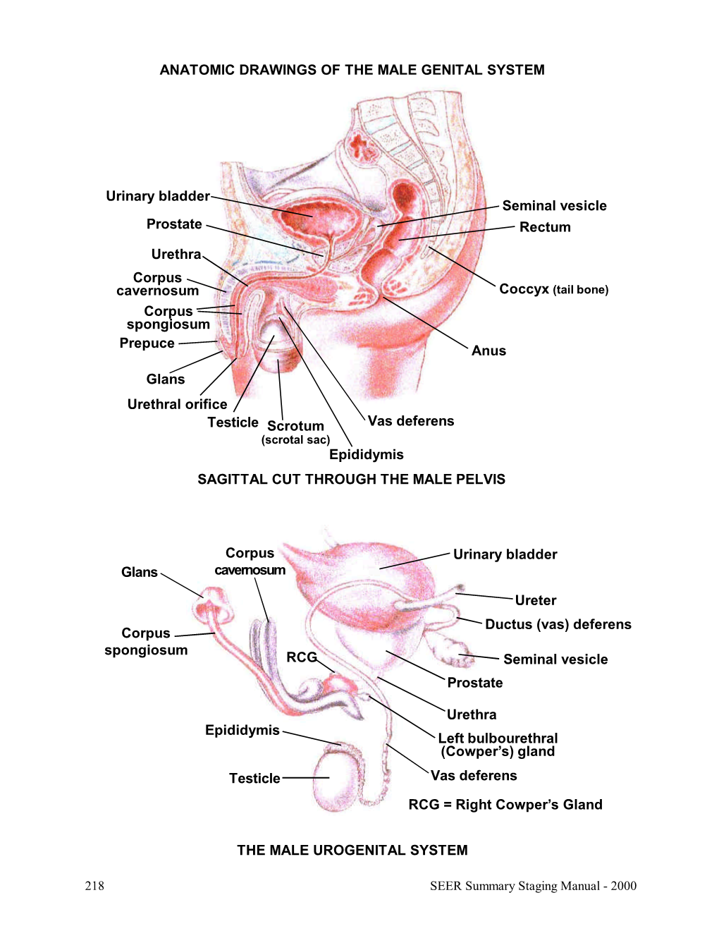 Male Genital System