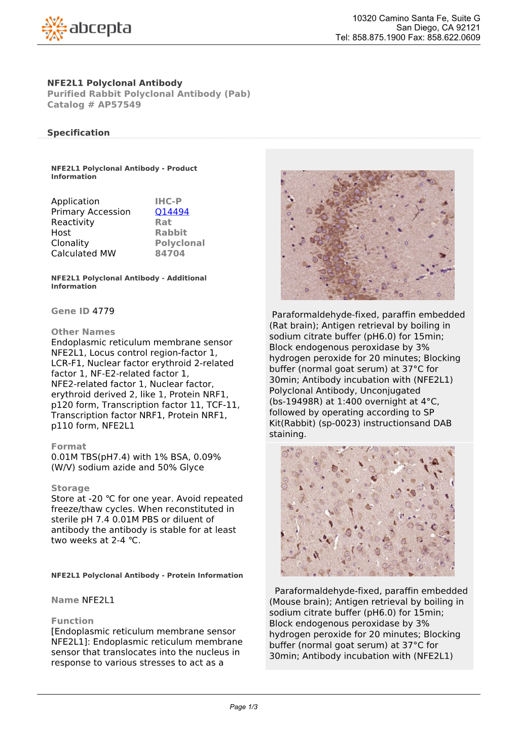 NFE2L1 Polyclonal Antibody Purified Rabbit Polyclonal Antibody (Pab) Catalog # AP57549