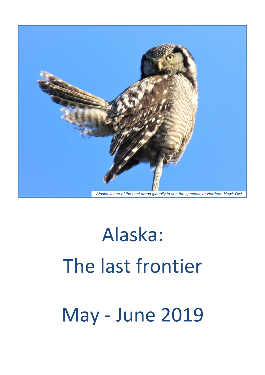 Alaska Is One of the Best Areas Globally to See the Spectacular Northern Hawk Owl