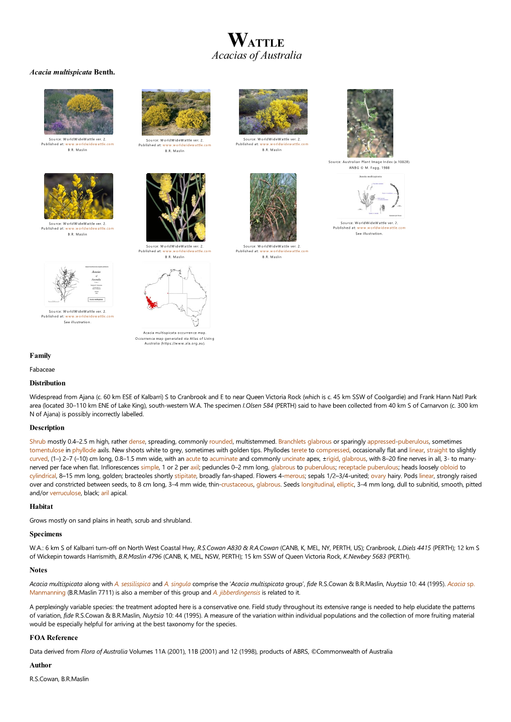 Acacia Multispicata Benth