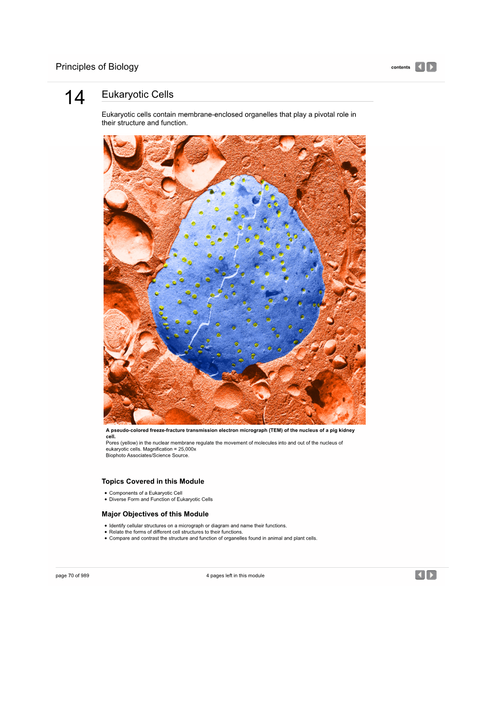 Eukaryotic Cells | Principles of Biology from Nature Education