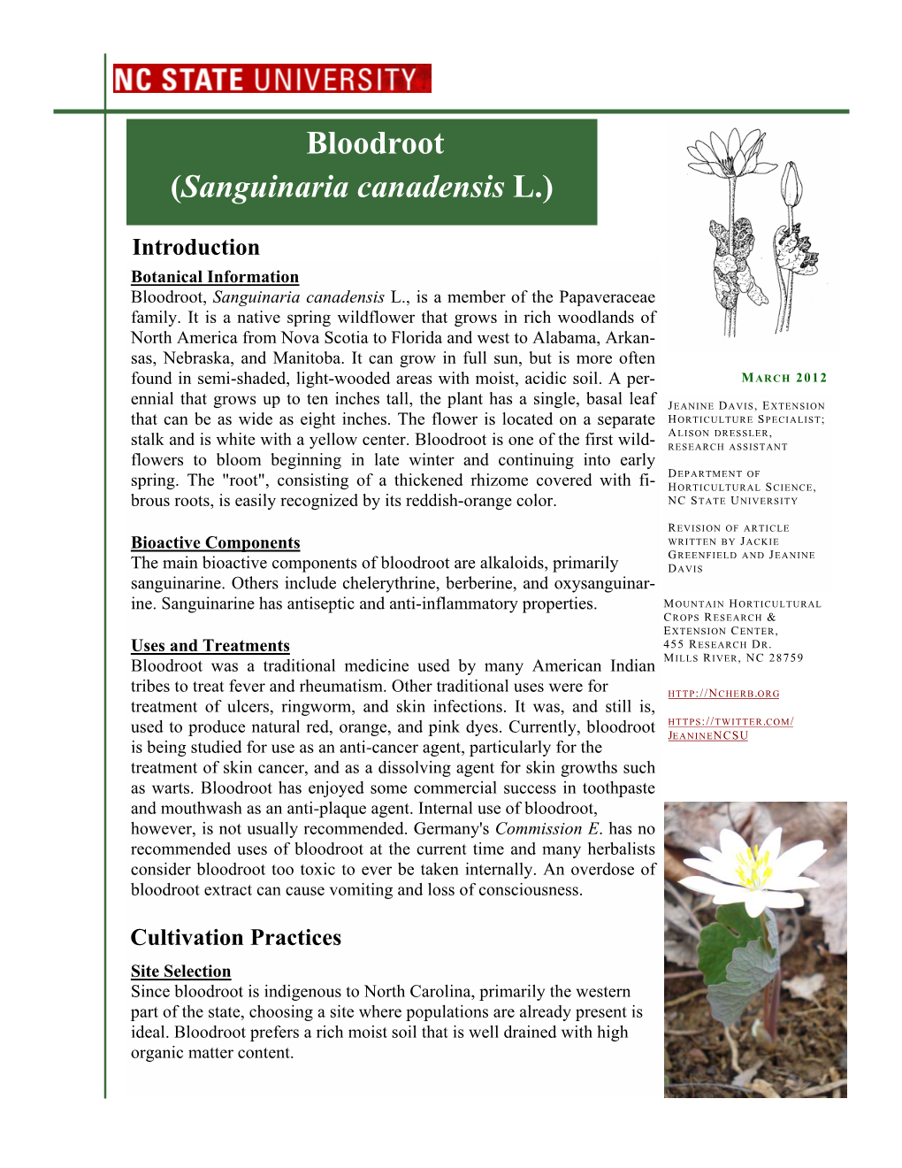 Bloodroot (Sanguinaria Canadensis L.)