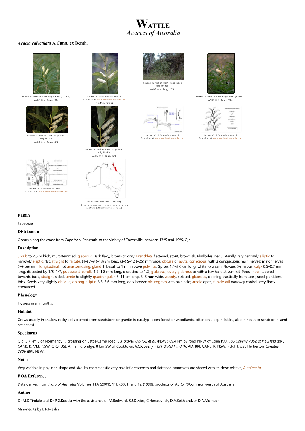 Acacia Calyculata A.Cunn