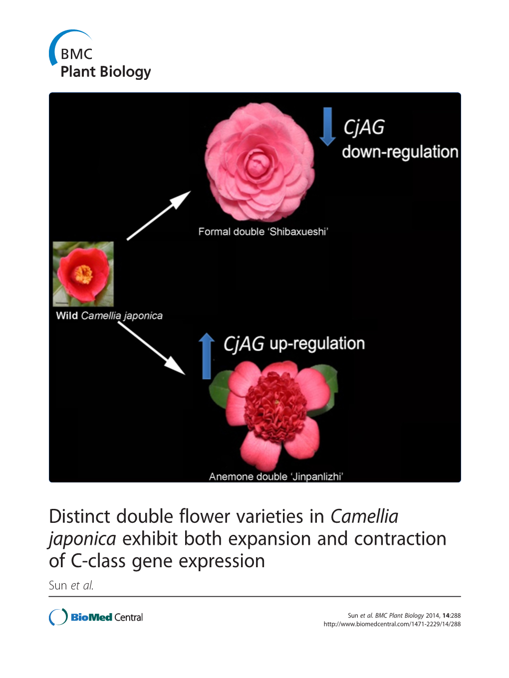 Distinct Double Flower Varieties in Camellia Japonica Exhibit Both Expansion and Contraction of C-Class Gene Expression Sun Et Al
