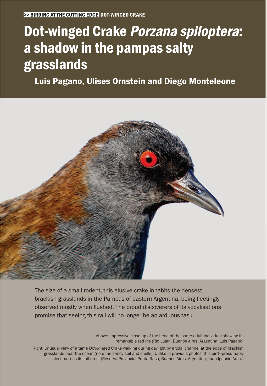 Dot-Winged Crake Porzana Spiloptera: a Shadow in the Pampas Salty Grasslands Luis Pagano, Ulises Ornstein and Diego Monteleone