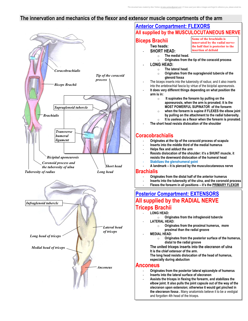 All Supplied by the RADIAL NERVE Triceps Brachii Anconeus