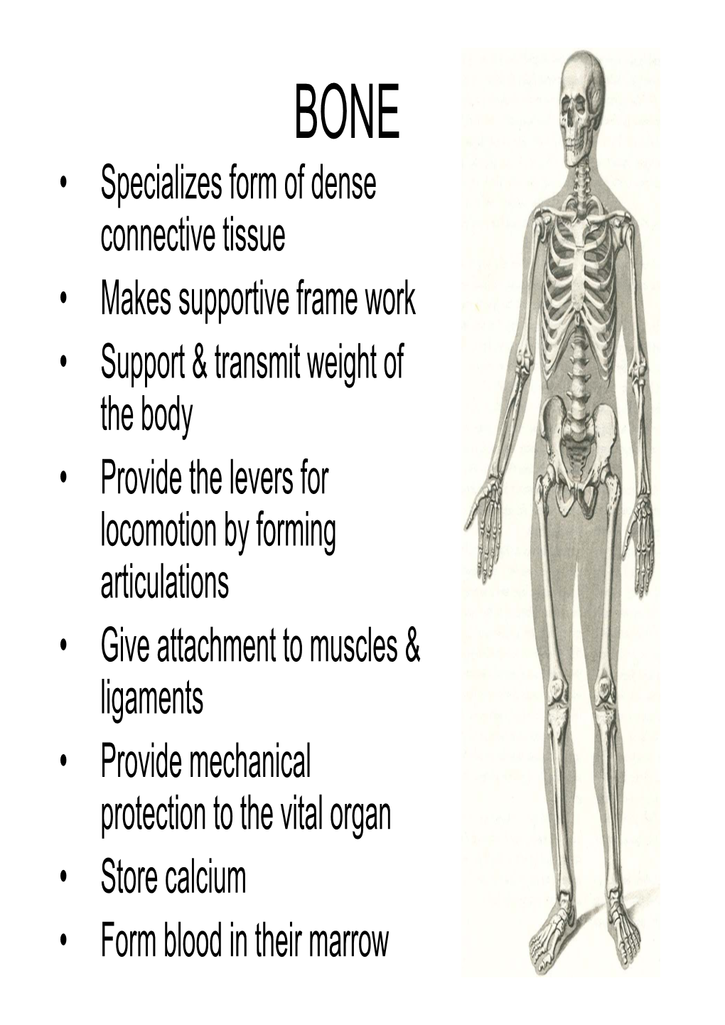 Atavistic Epiphysis- Femur, Phylogenetically an Independent Bone Which in Man Become Fused to Another Bone E.G