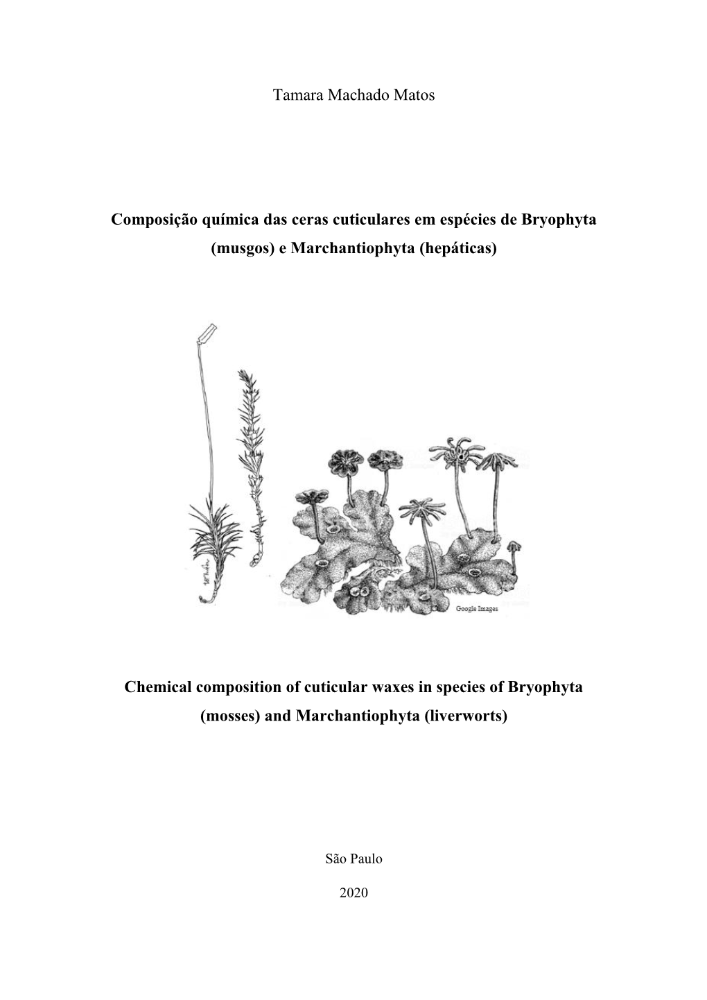 Musgos) E Marchantiophyta (Hepáticas