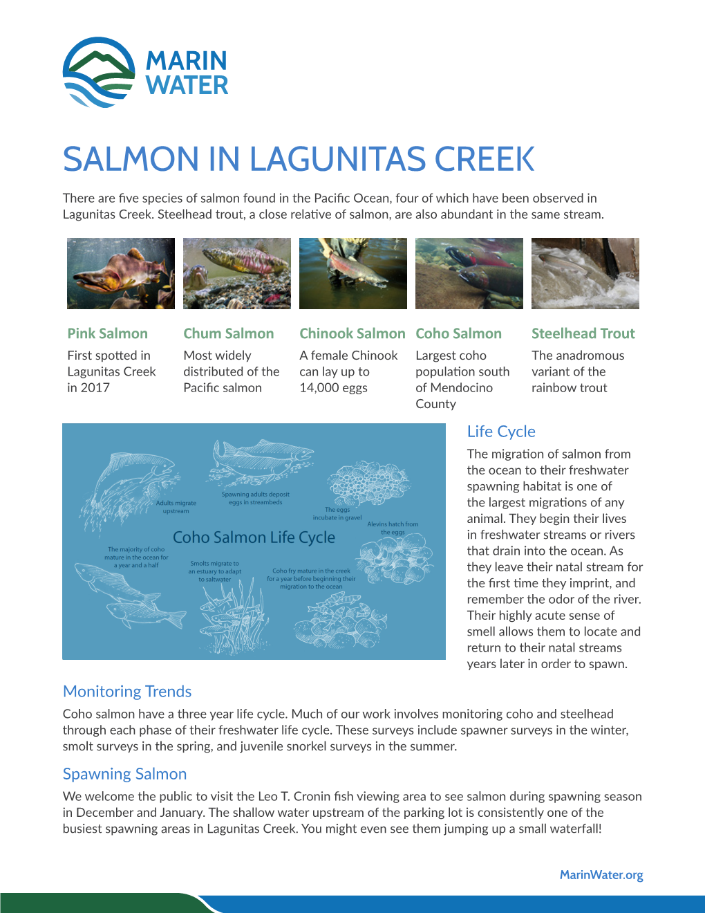 Salmon in Lagunitas Creek