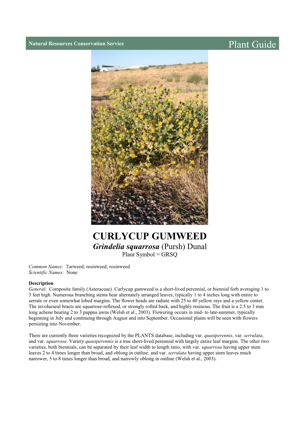 Curlycup Gumweed (Grindelia Squarrosa) Plant Guide