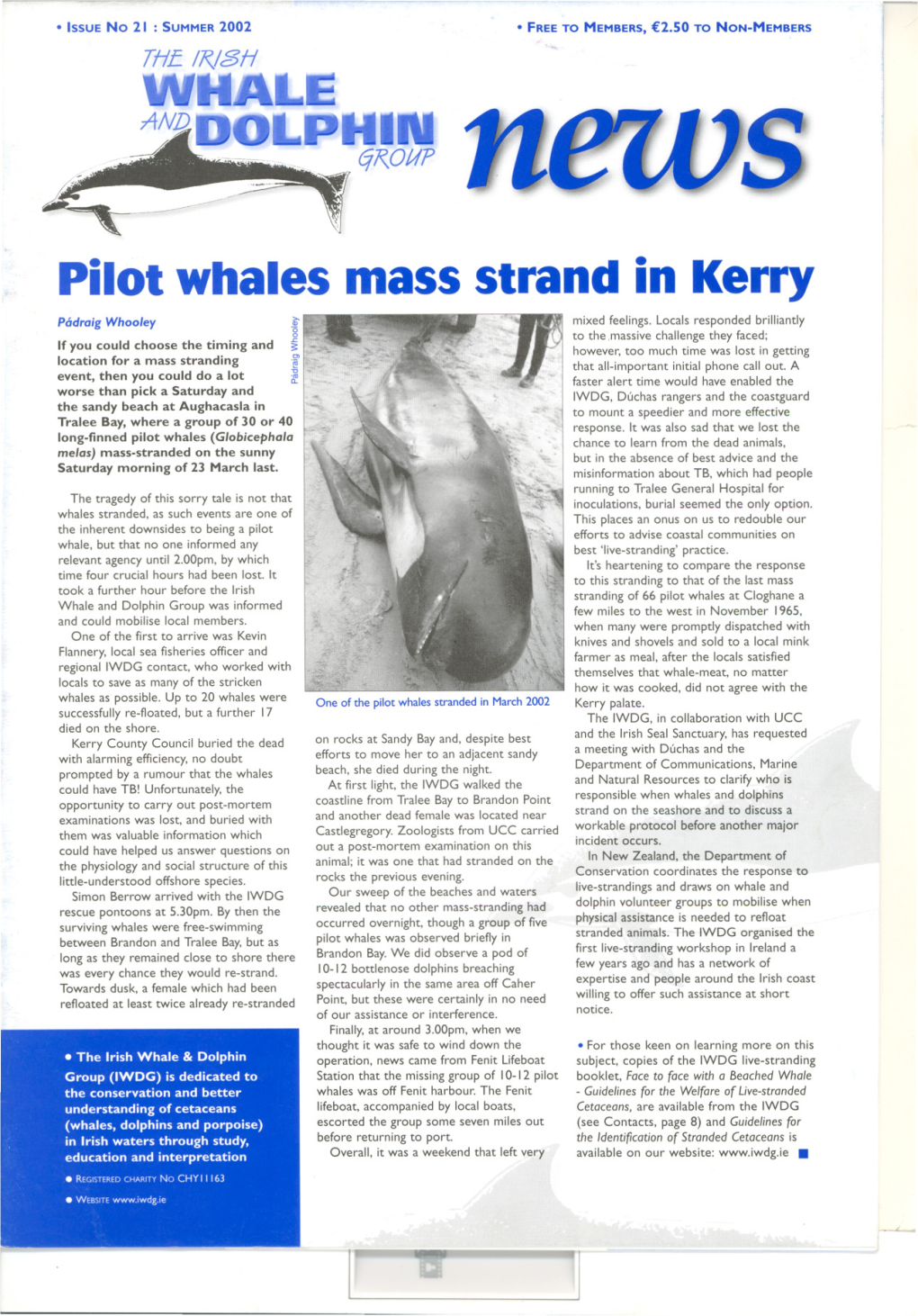 Pilot Whales Mass Strand in Kerry Padraig Whoo/Ey Mixed Feelings