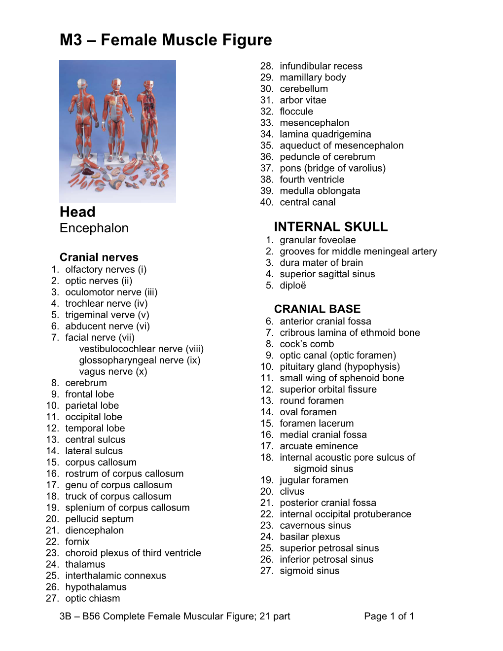 M3 – Female Muscle Figure