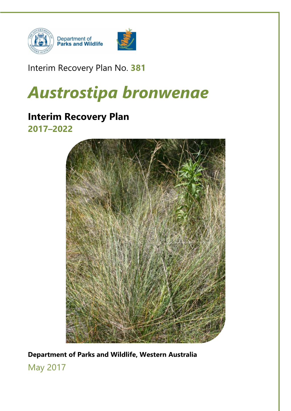 Austrostipa Bronwenae