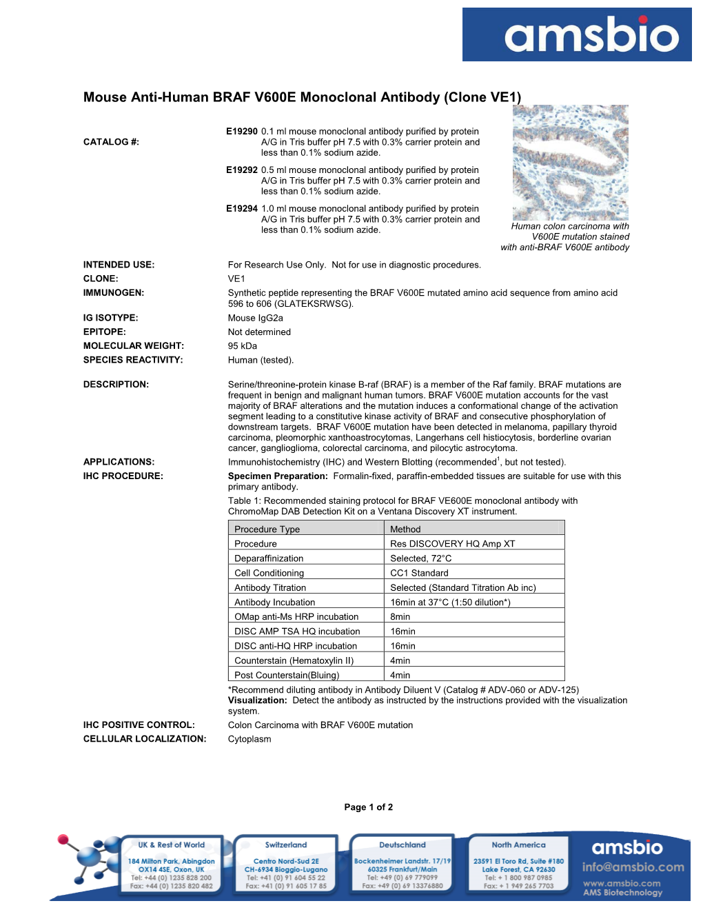 Mouse Anti-Human BRAF V600E Monoclonal Antibody (Clone VE1)