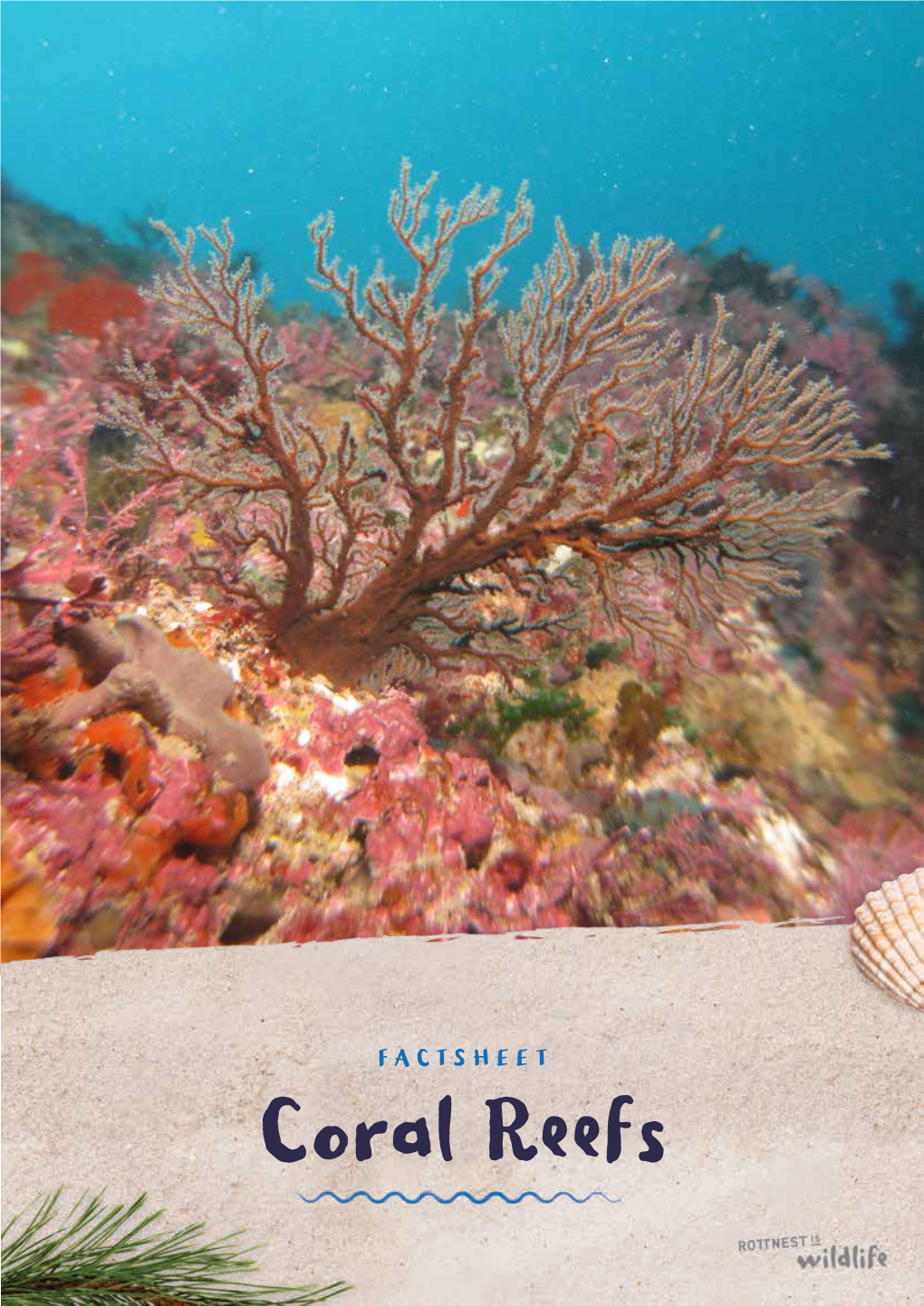Coral Reefs FACTSHEET Coral Reefs