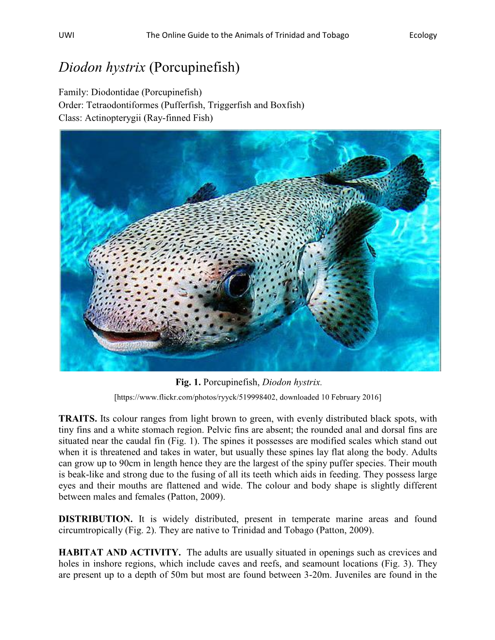 Diodon Hystrix (Porcupinefish)