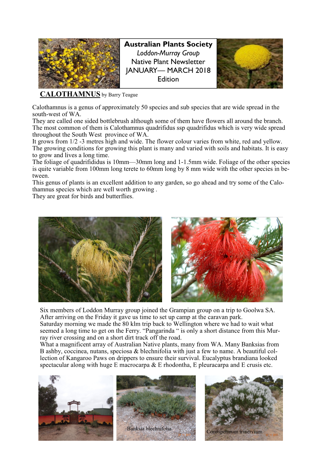 Australian Plants Society Loddon-Murray Group Native Plant Newsletter JANUARY— MARCH 2018 Edition
