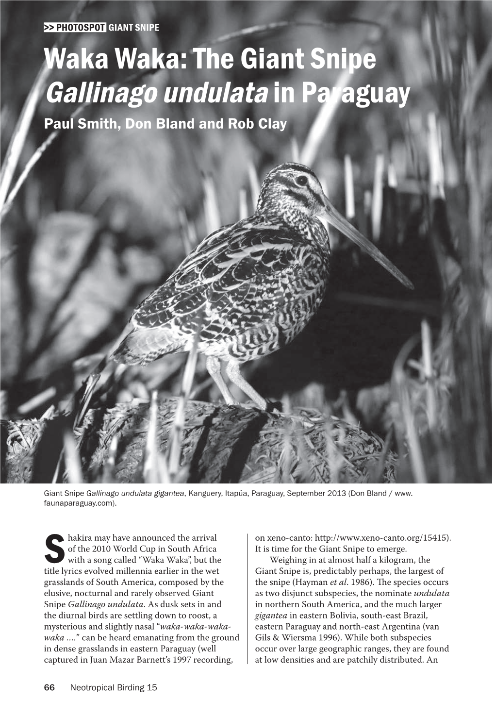The Giant Snipe Gallinago Undulata in Paraguay Paul Smith, Don Bland and Rob Clay