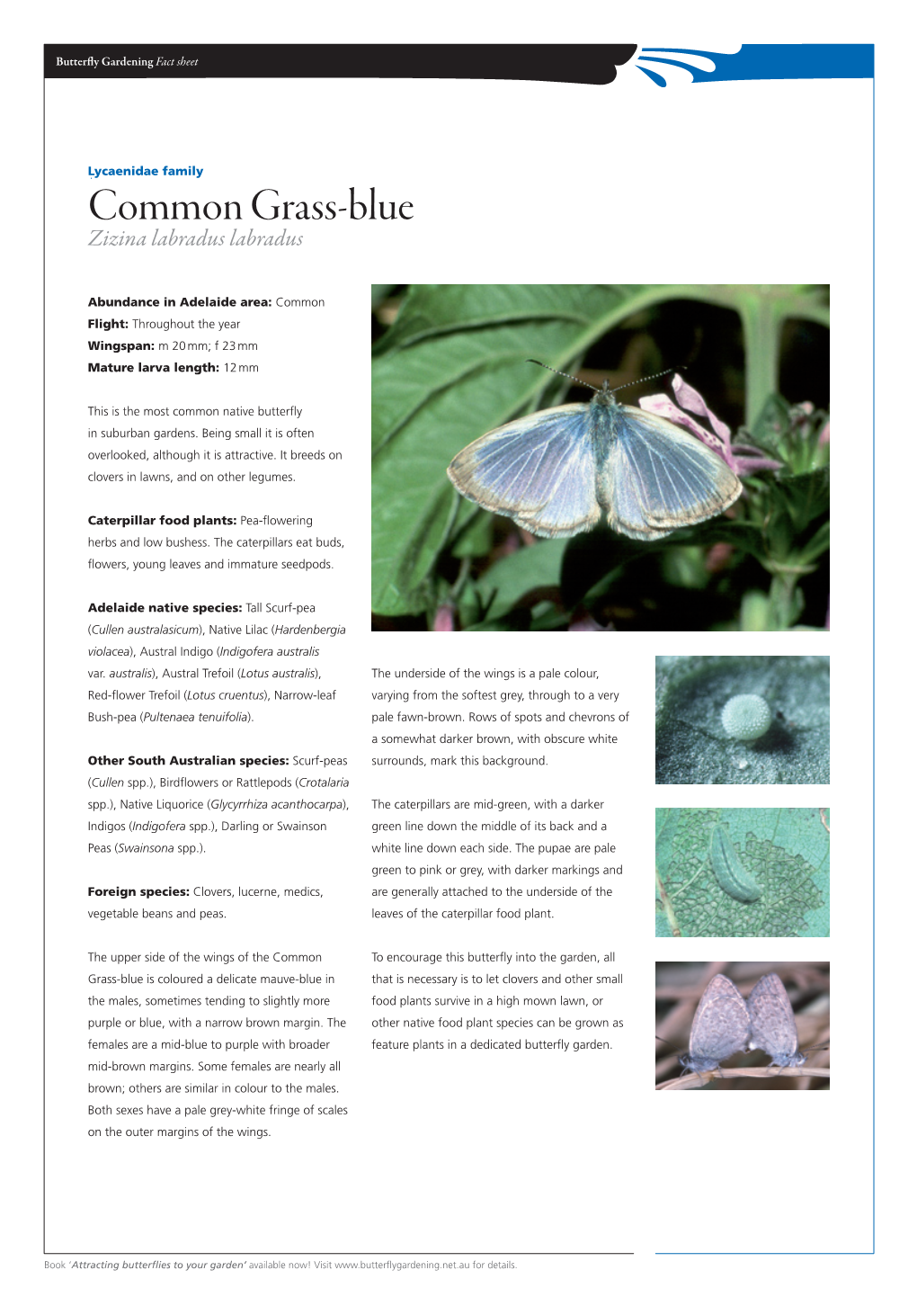 Common Grass-Blue Zizina Labradus Labradus