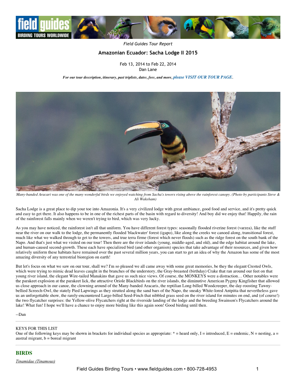 Amazonian Ecuador: Sacha Lodge II 2015 BIRDS