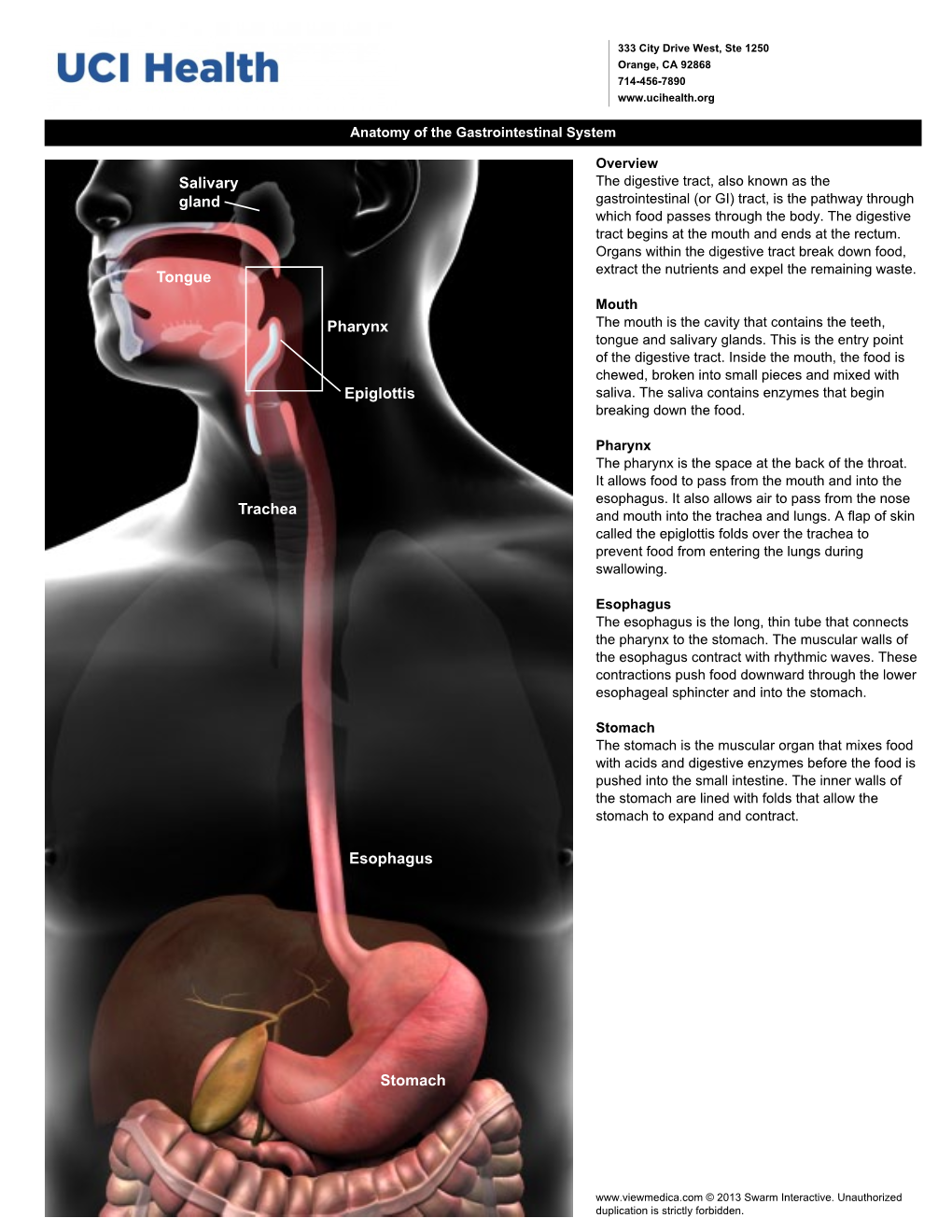 Esophagus Stomach Epiglottis Tongue Pharynx Salivary Gland
