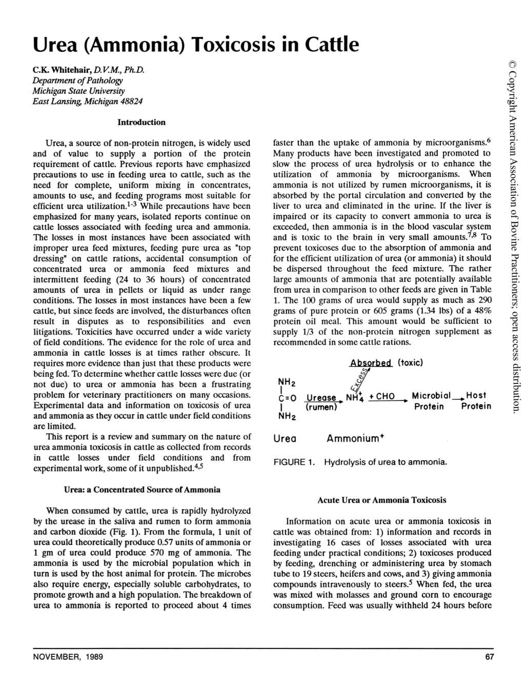 Urea (Ammonia) Toxicosis in Cattle