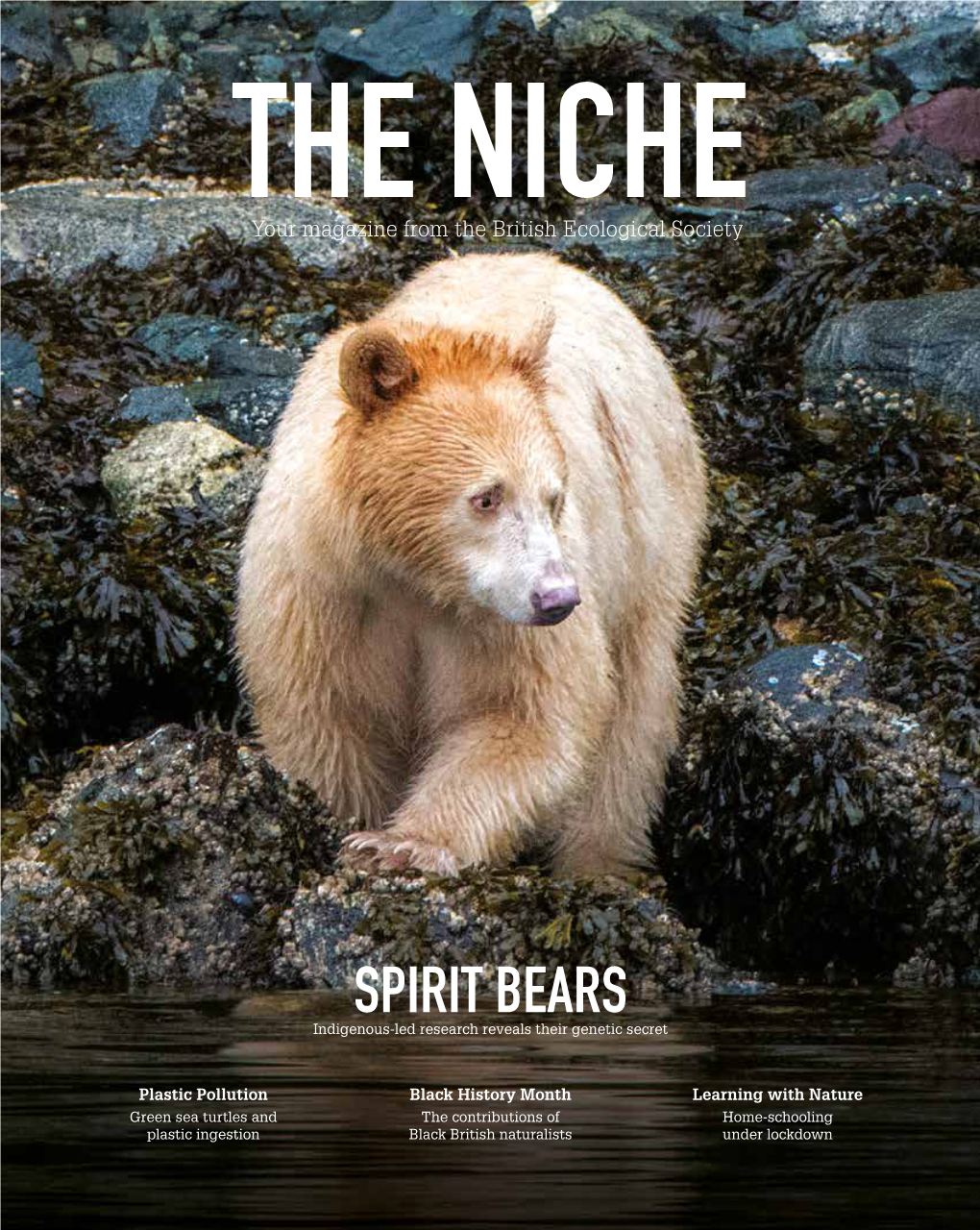 SPIRIT BEARS Indigenous-Led Research Reveals Their Genetic Secret