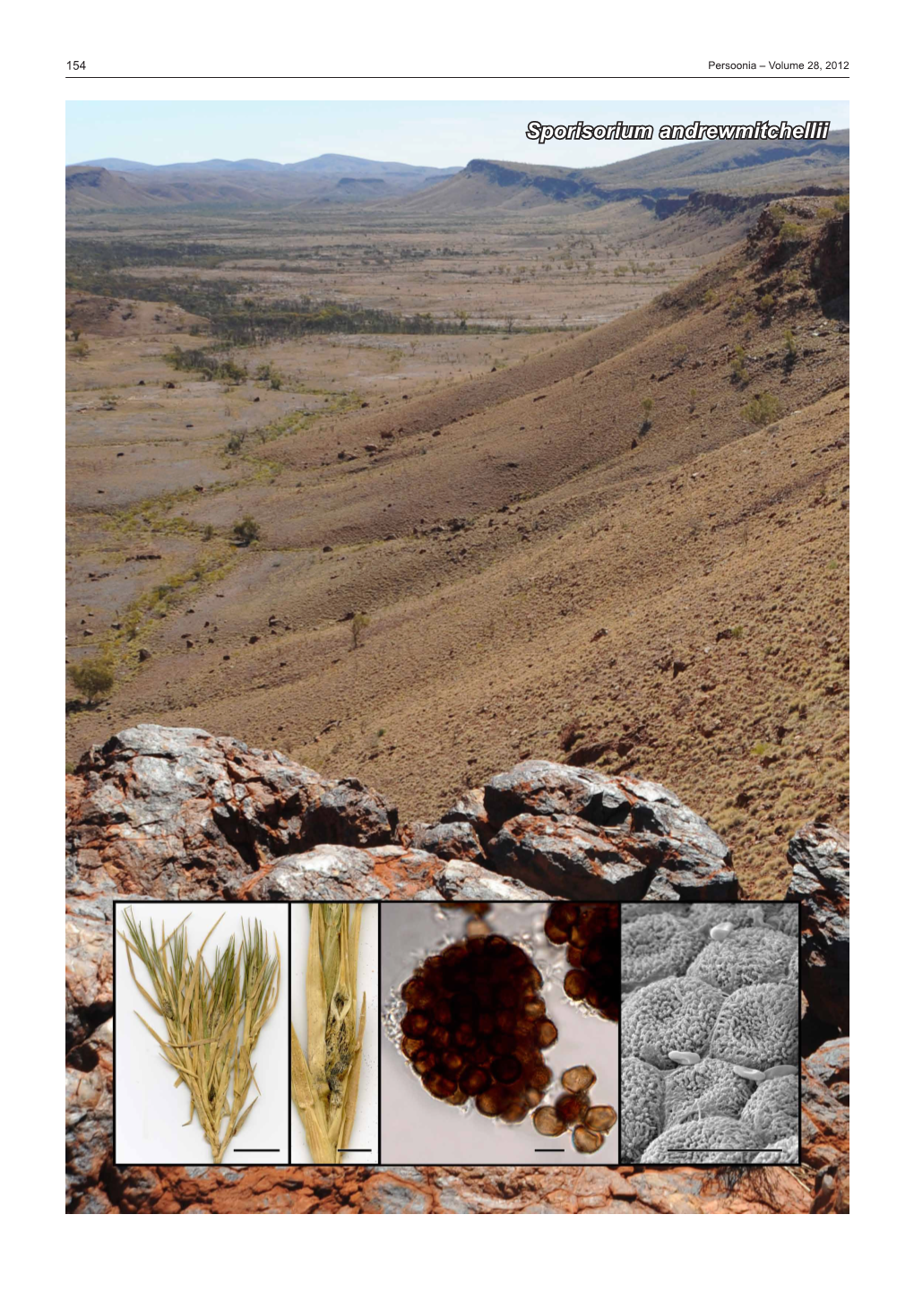 Sporisorium Andrewmitchellii Fungal Planet Description Sheets 155